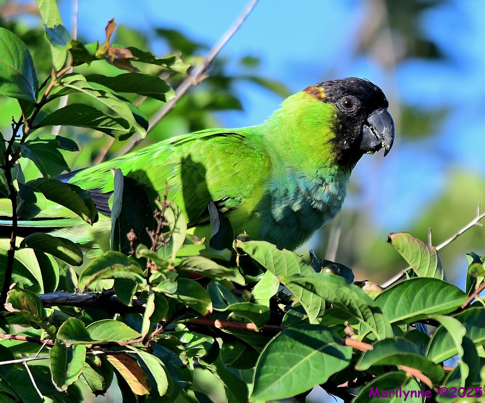 DSC_6484_001.JPG