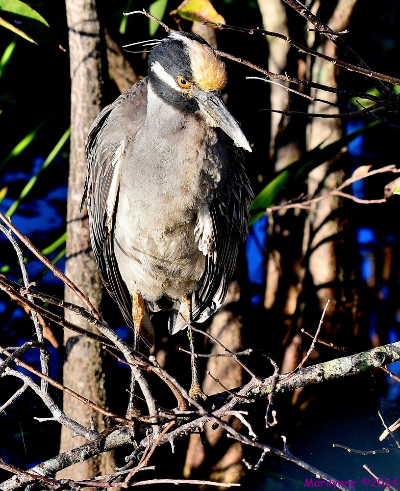 DSC_6486_001.JPG