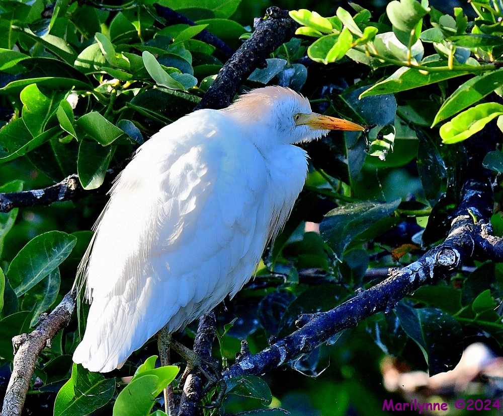 DSC_6487_001.JPG