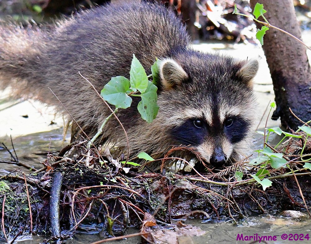 DSC_6487_001.JPG