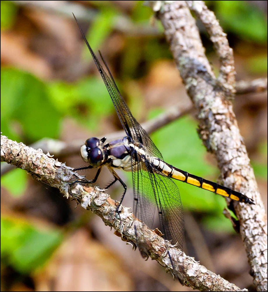 DSC_6488.jpg