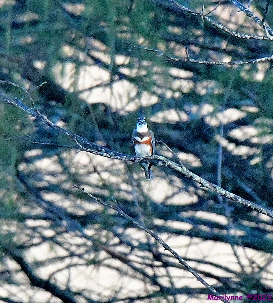 DSC_6488_001.JPG