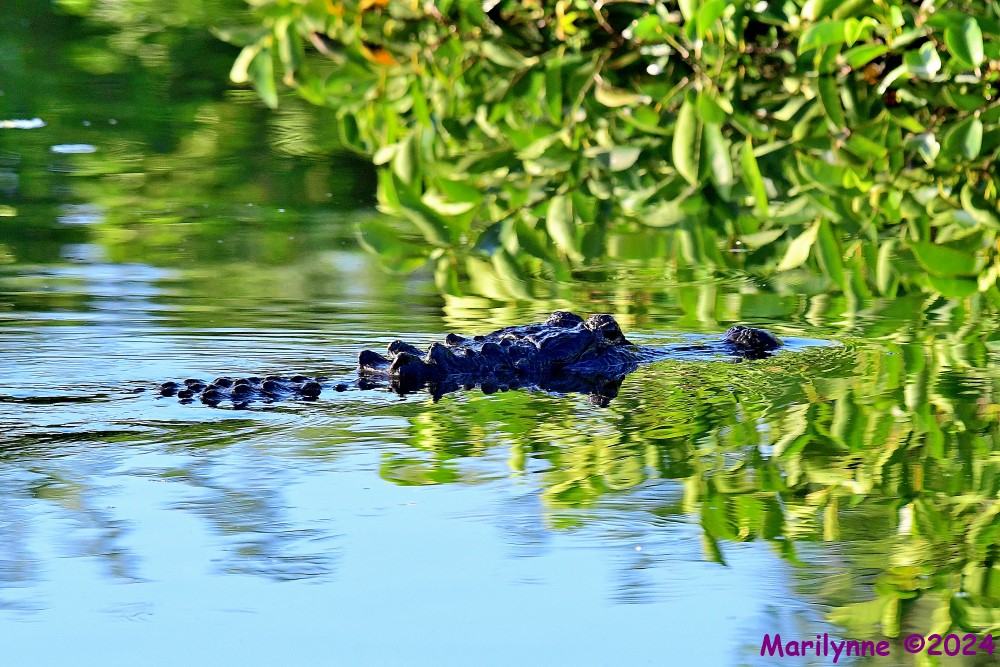 DSC_6488_001.JPG