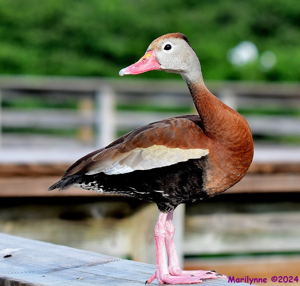 DSC_6488_001.JPG