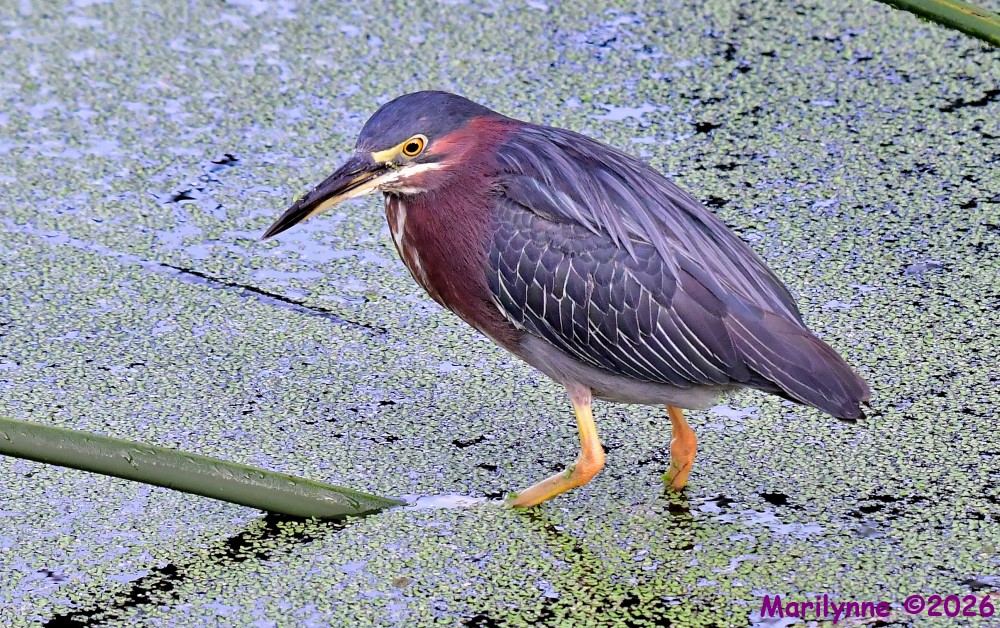 DSC_6488_001.JPG