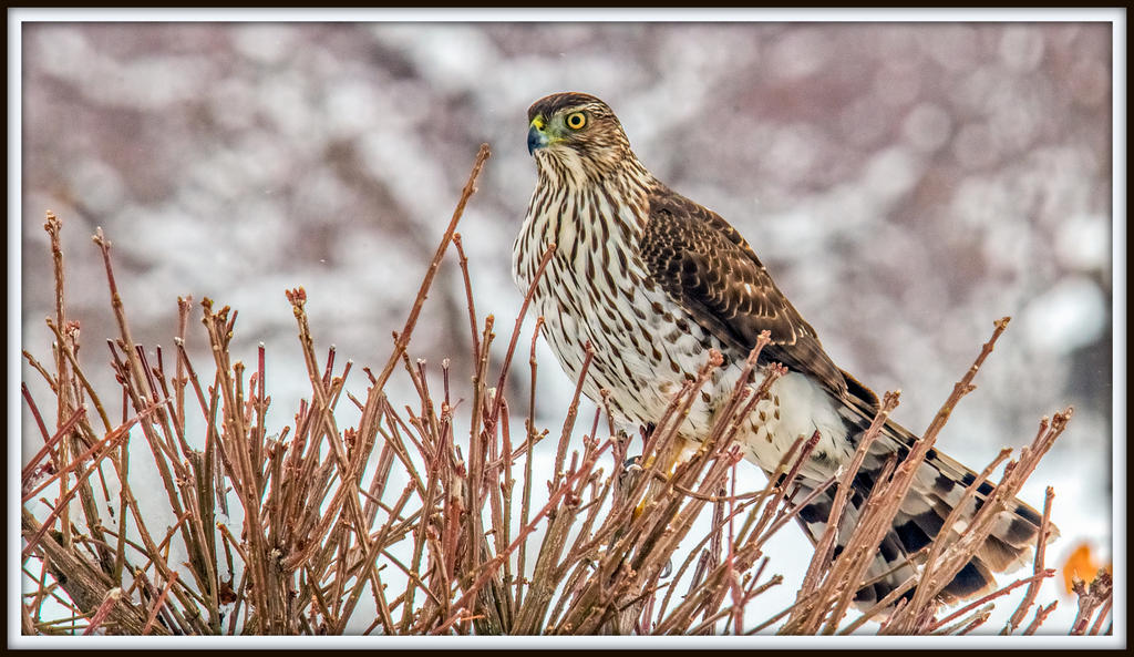 DSC_6490-Edit.jpg