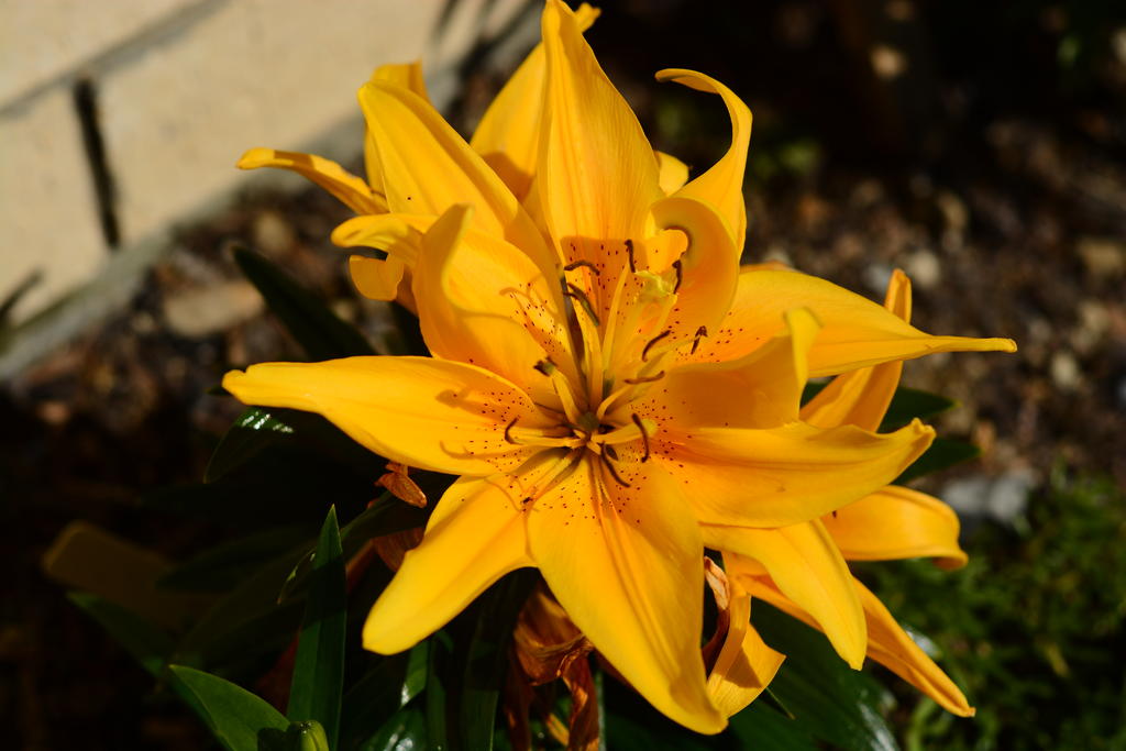 DSC_6491.jpg