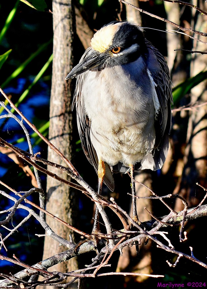DSC_6491_001.JPG