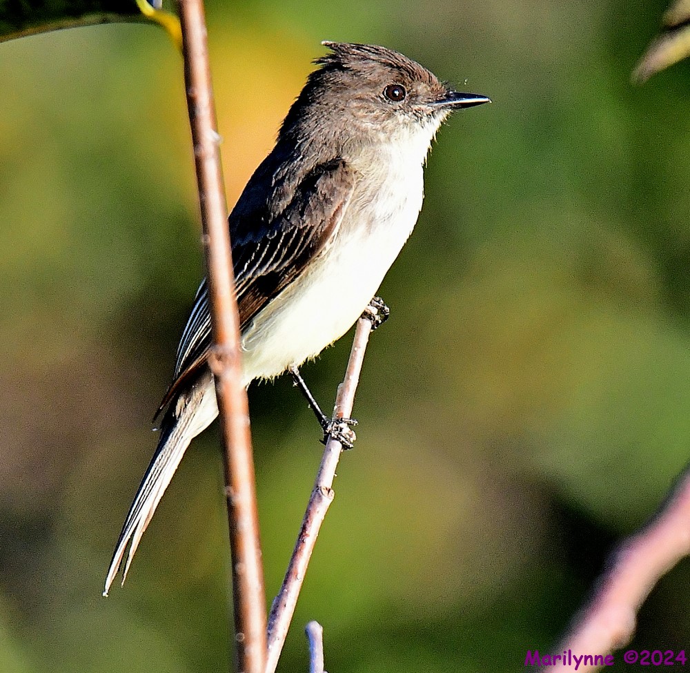 DSC_6492_001.JPG