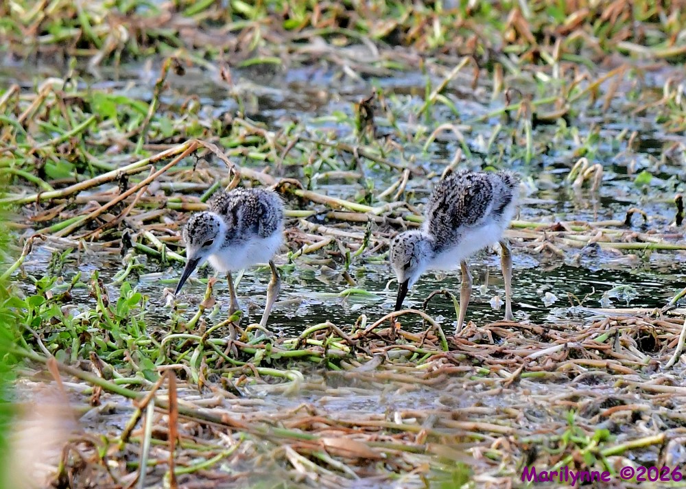 DSC_6492_001.JPG