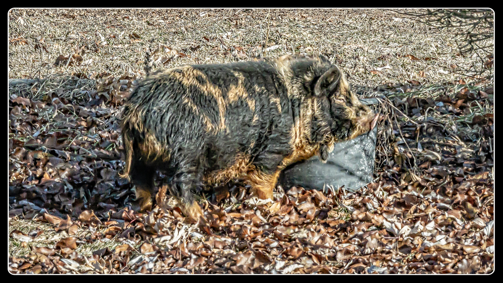 DSC_6493-Enhanced-Edit.JPG