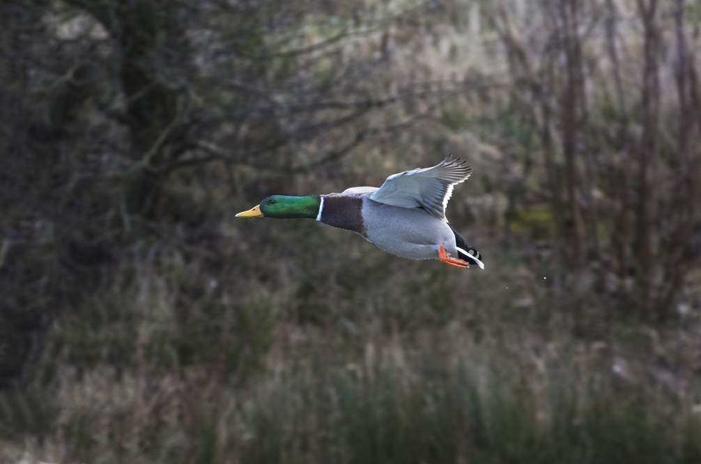 DSC_6493.jpg