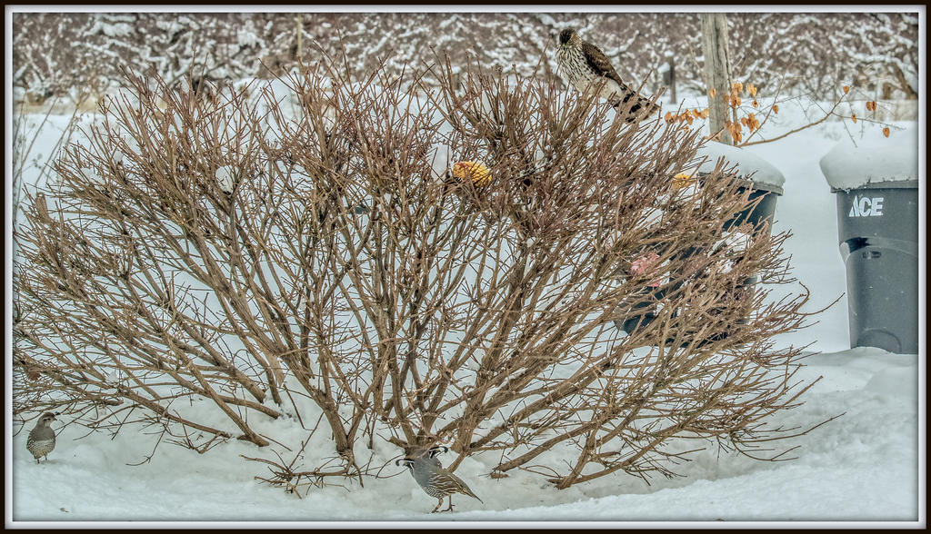 DSC_6495-Edit.jpg