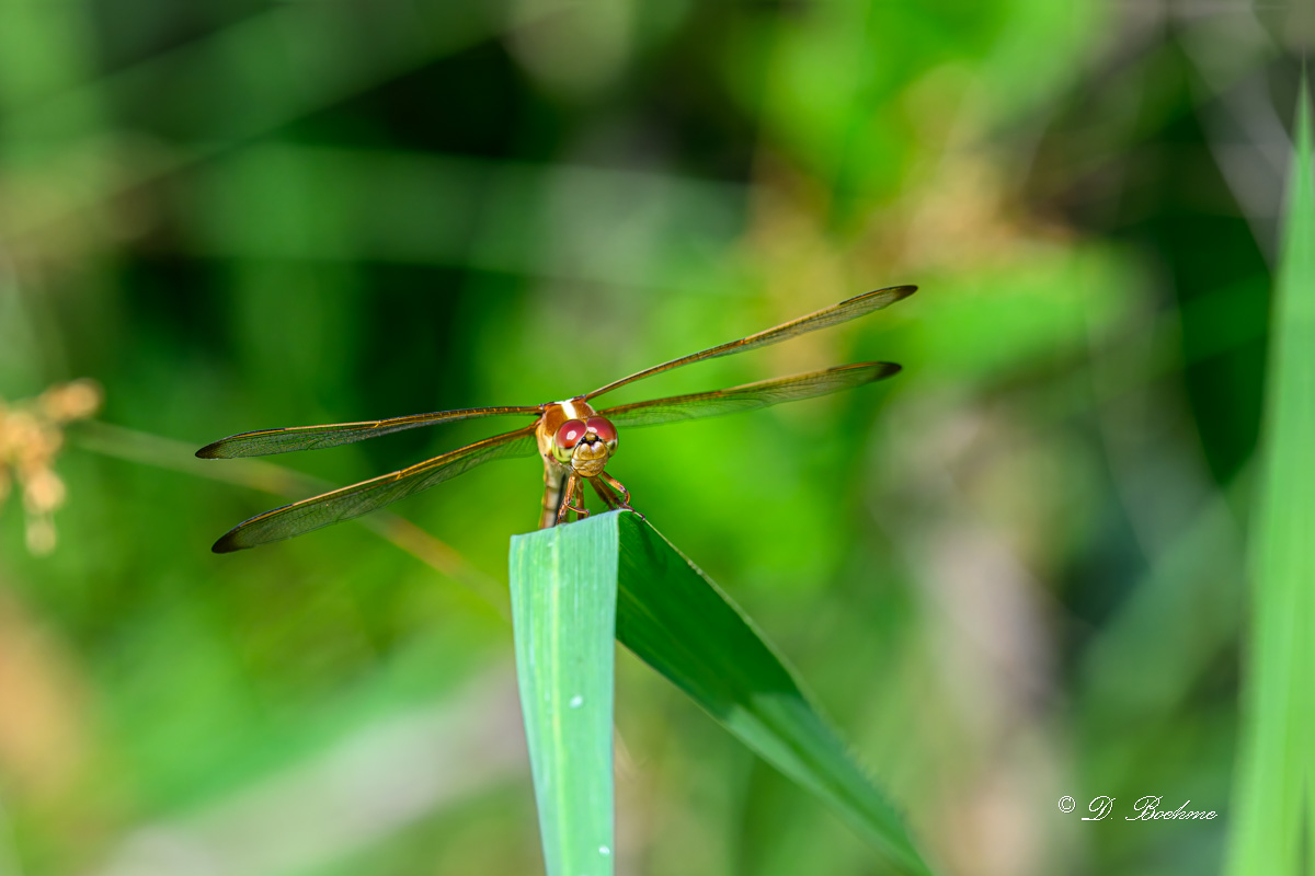 DSC_6495-topaz-rawdenoise.jpg
