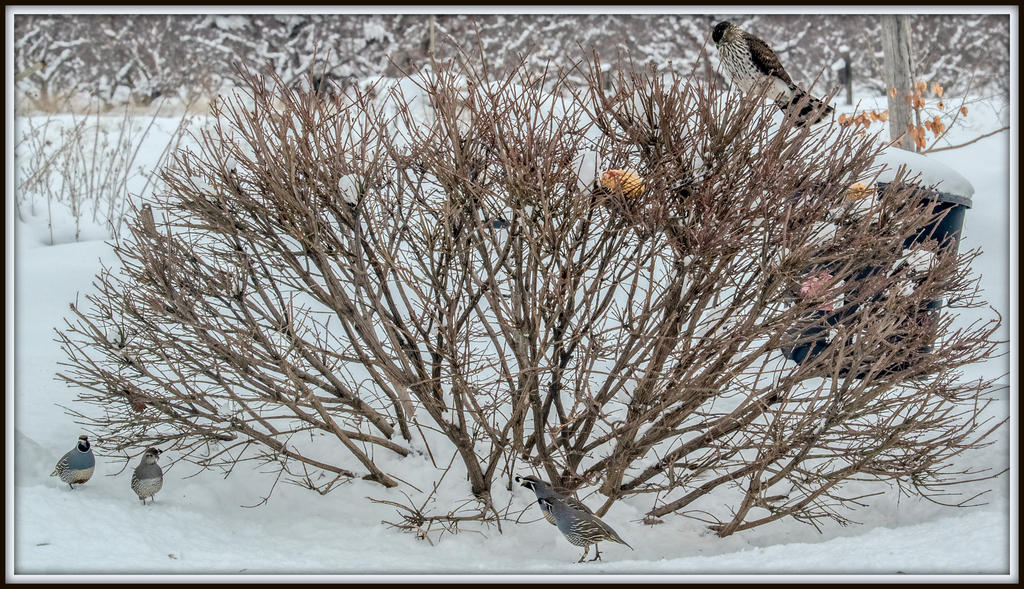 DSC_6497-Edit.jpg