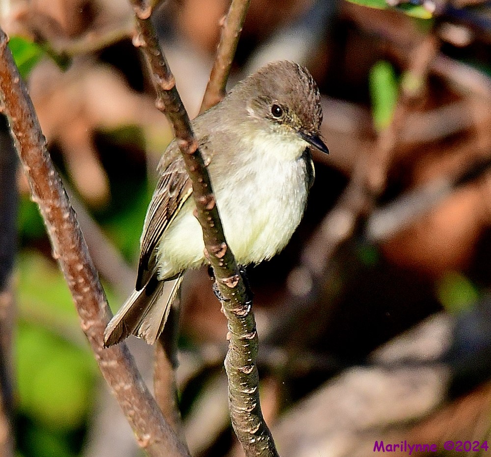 DSC_6497_001.JPG