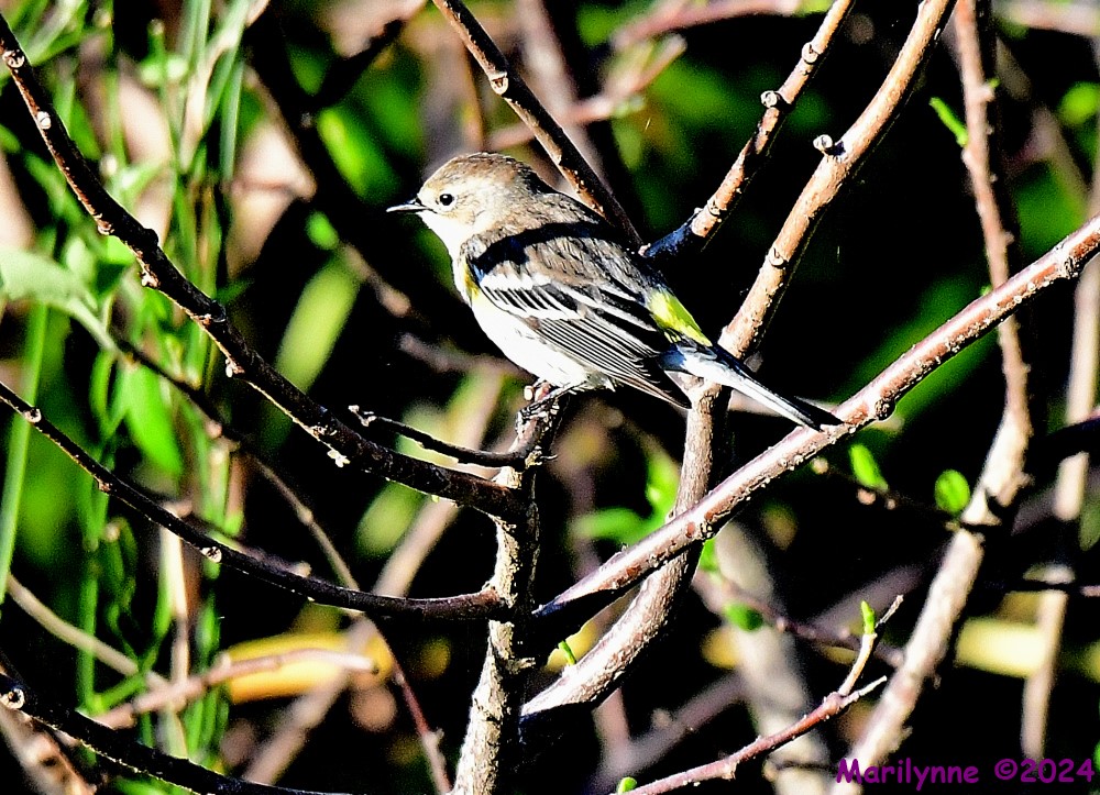 DSC_6500_001.JPG