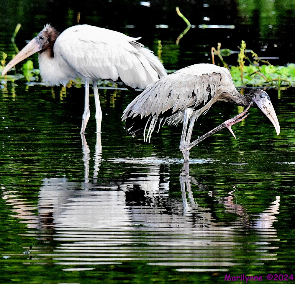 DSC_6500_001.JPG