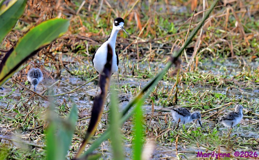 DSC_6500_001.JPG
