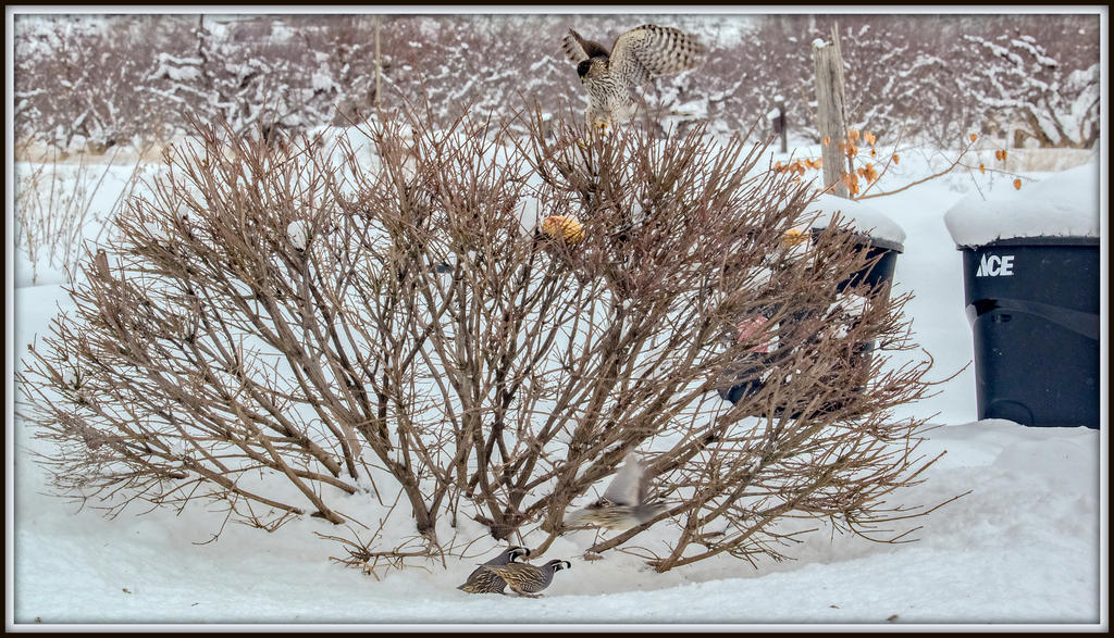 DSC_6503-Edit.jpg