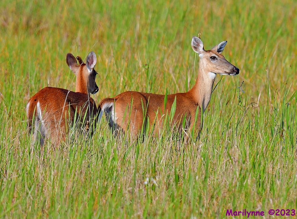 DSC_6503_001.JPG
