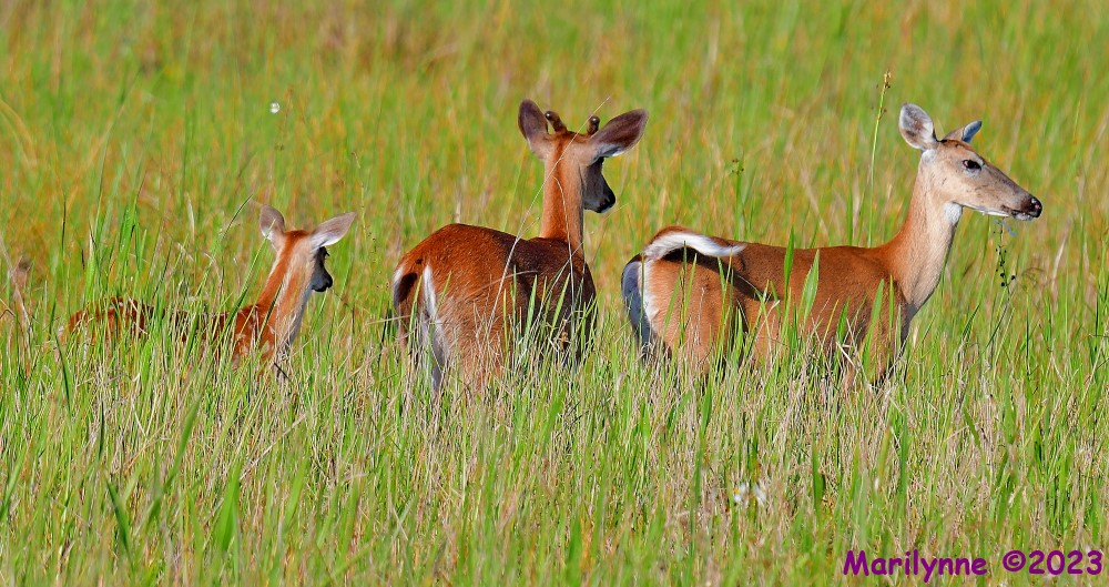 DSC_6505_001.JPG