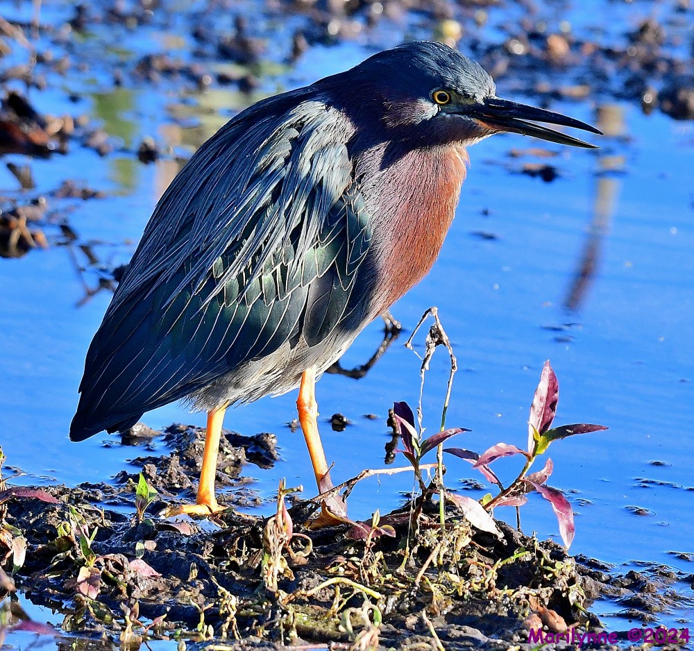 DSC_6507_001.JPG