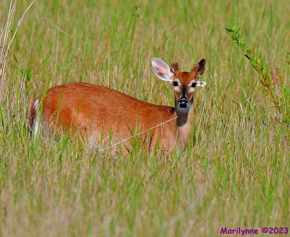 DSC_6508_001.JPG