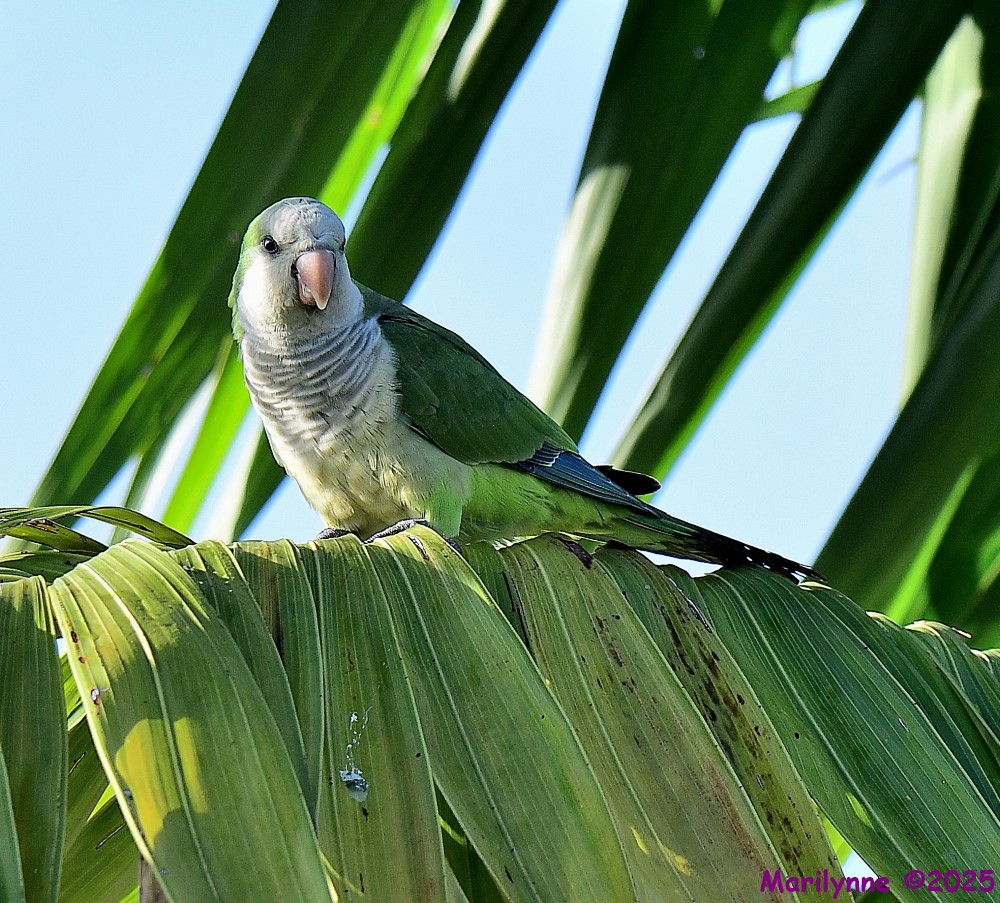 DSC_6508_001.JPG
