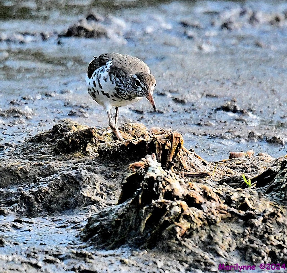 DSC_6509_001.JPG