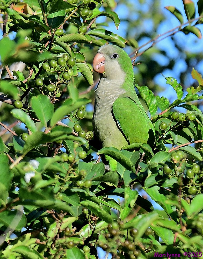 DSC_6511_001.JPG