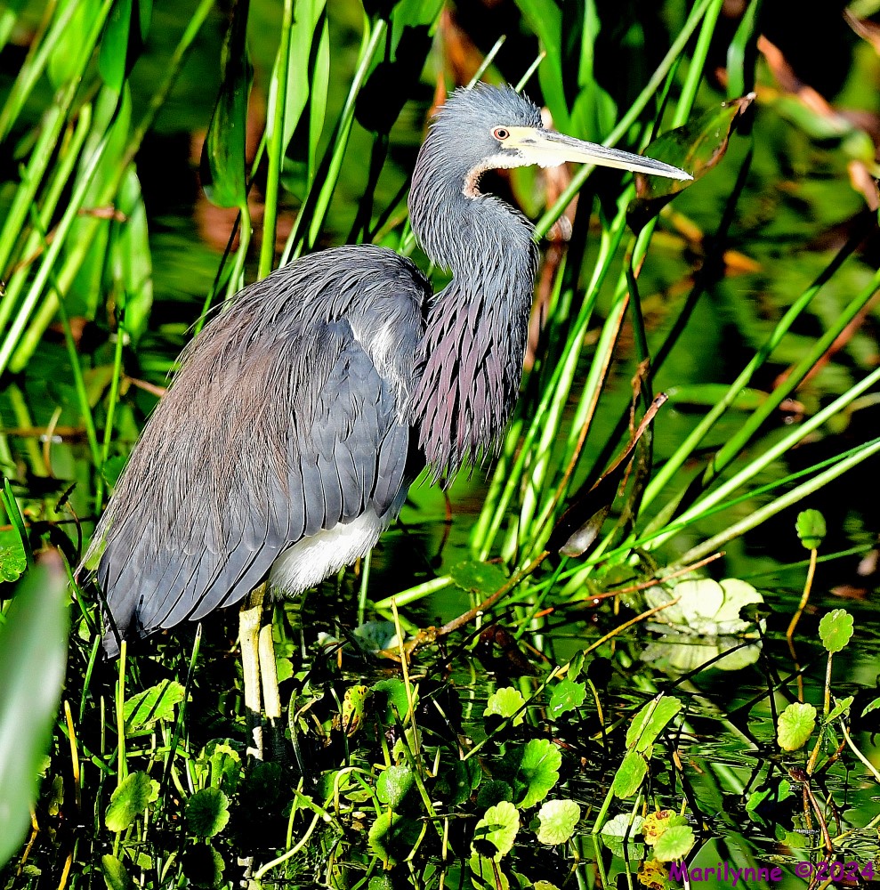 DSC_6512_001.JPG