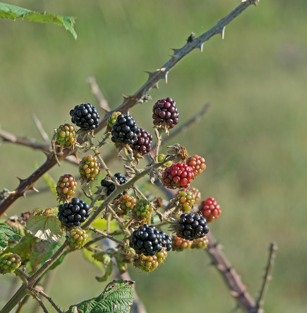 DSC_6514.jpg