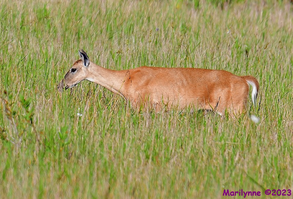 DSC_6514_001.JPG