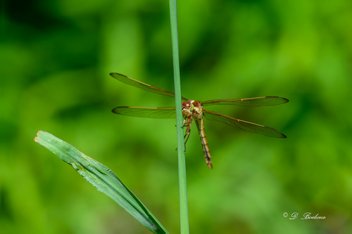 DSC_6516-topaz-rawdenoise.jpg