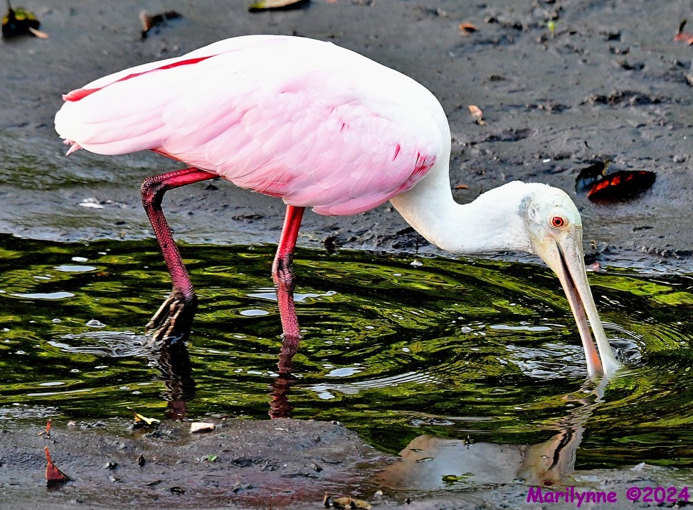 DSC_6516_001.JPG