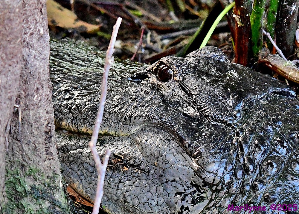 DSC_6516_001.JPG