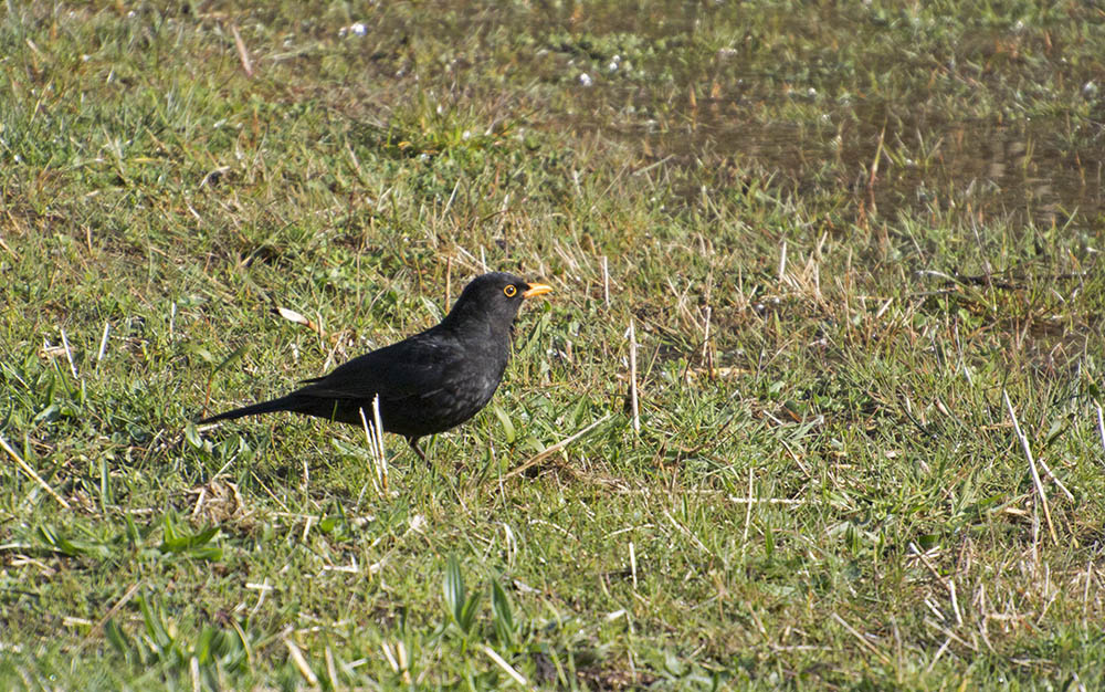 DSC_6517.jpg