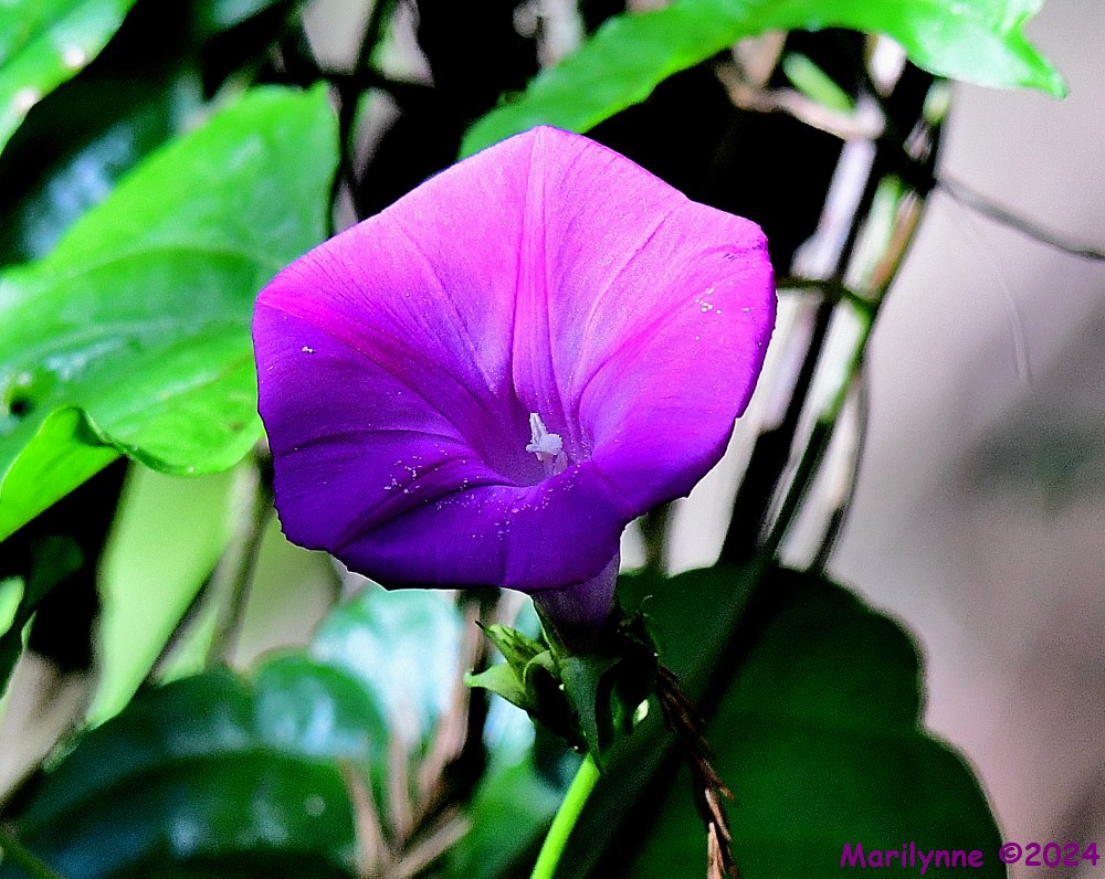 DSC_6517_001.JPG