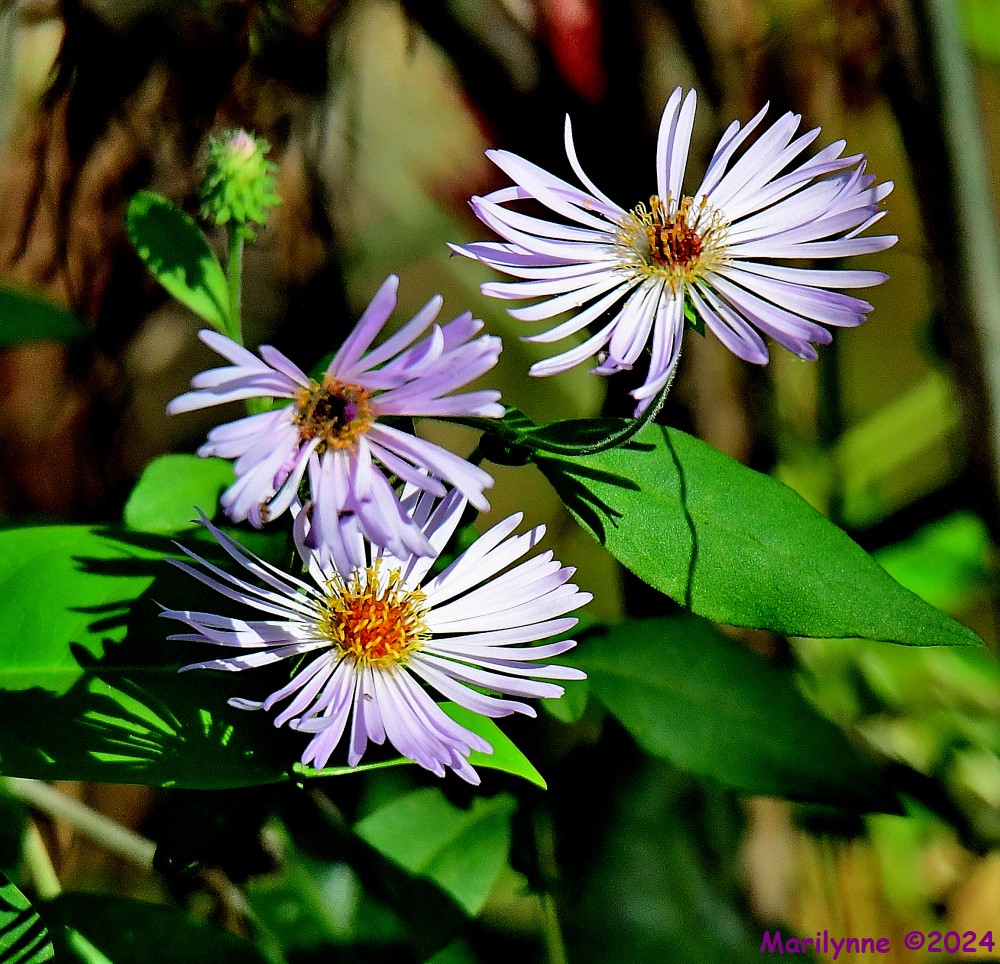 DSC_6519_001.JPG