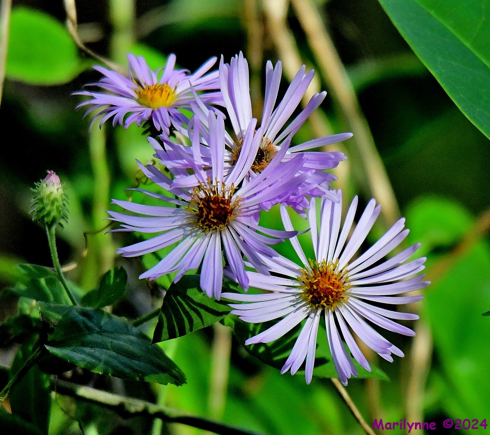 DSC_6520_001.JPG