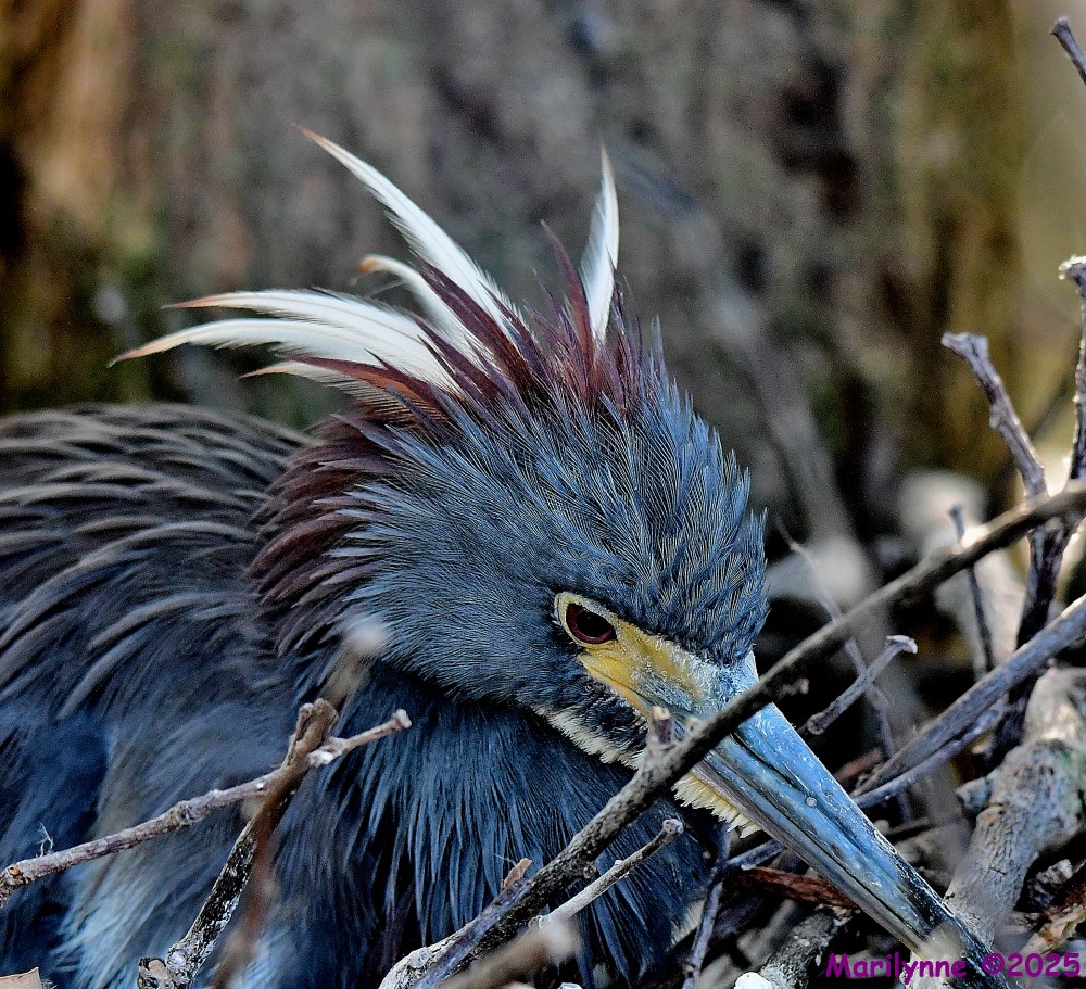 DSC_6521_001.JPG