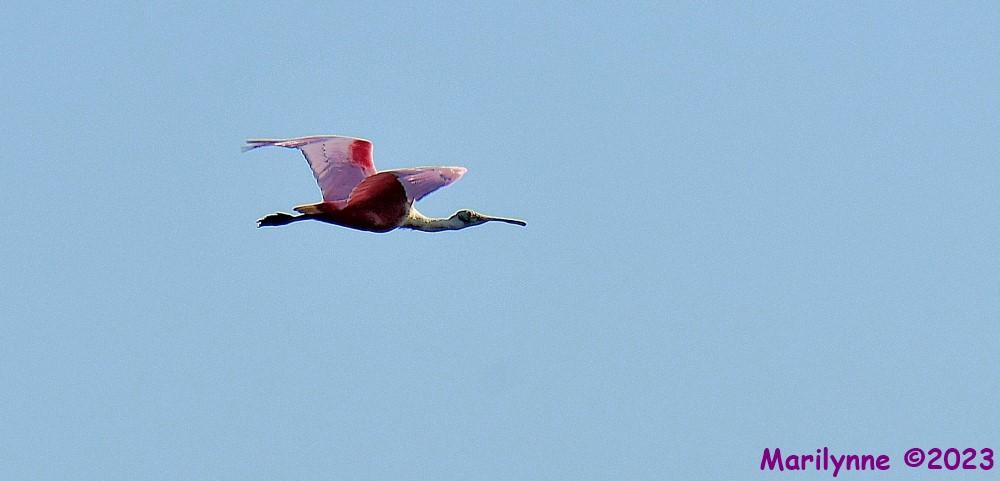 DSC_6522_001.JPG