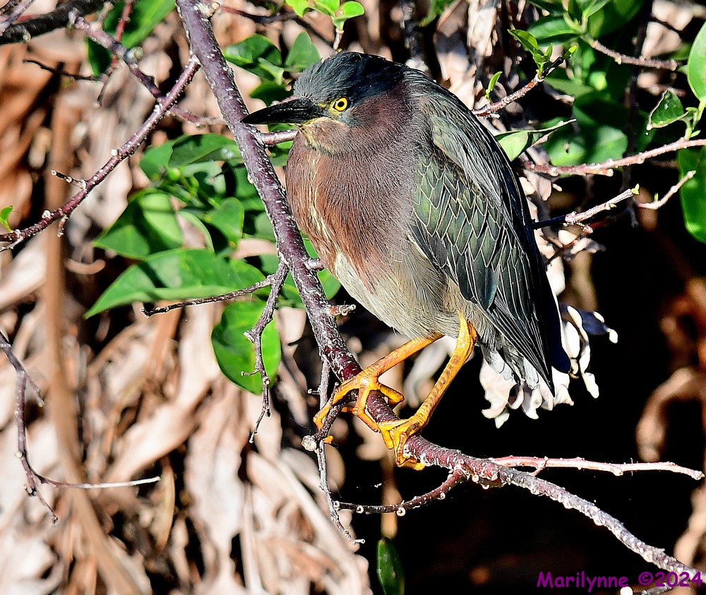 DSC_6522_001.JPG