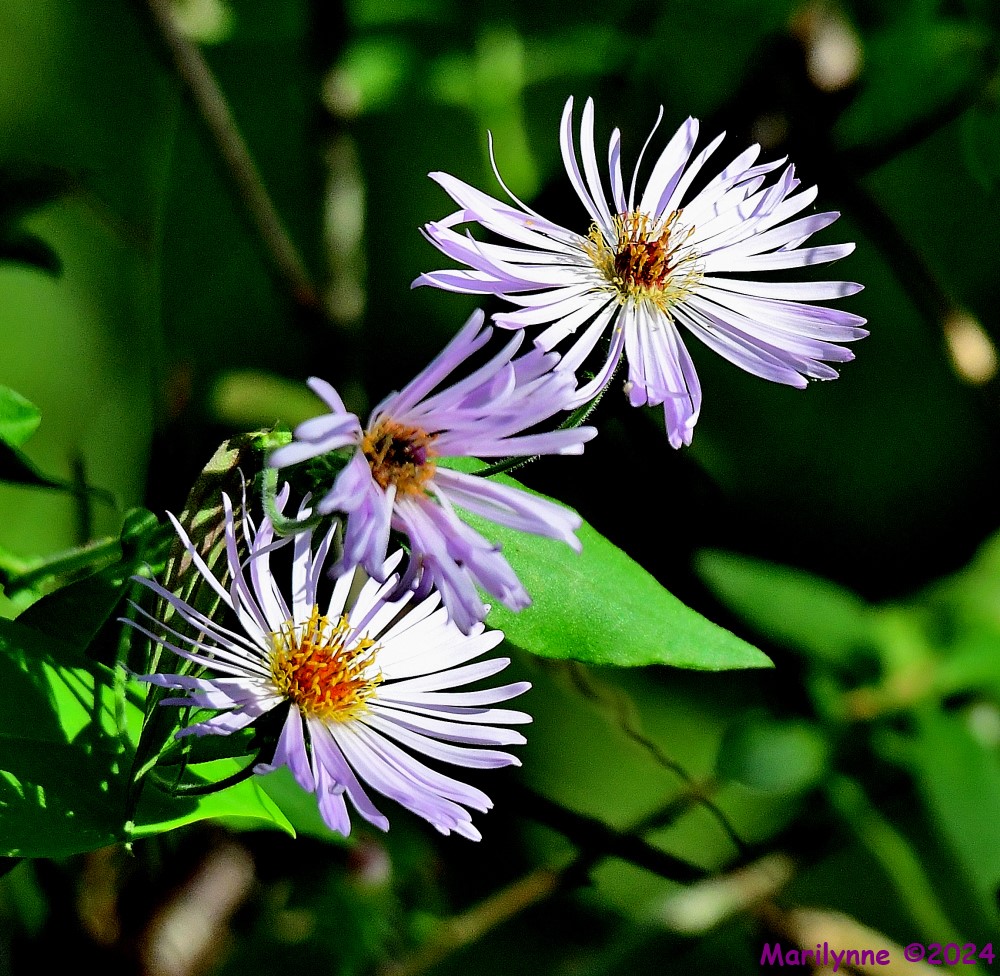 DSC_6522_001.JPG