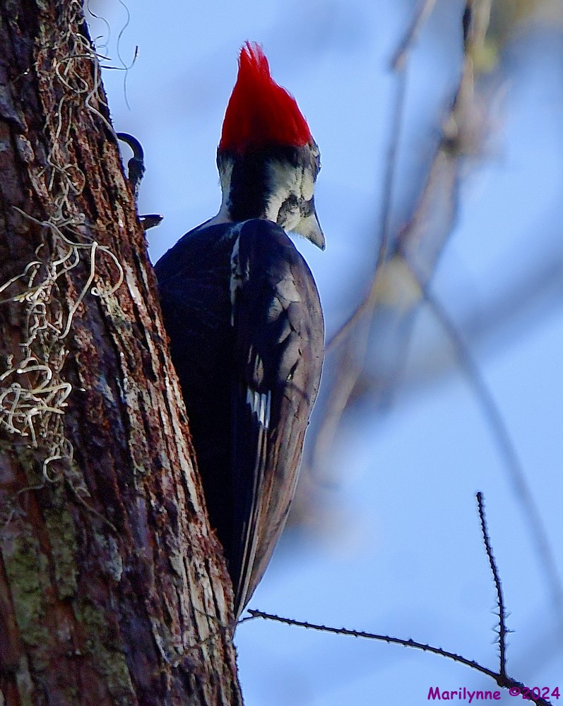 DSC_6524_001.JPG