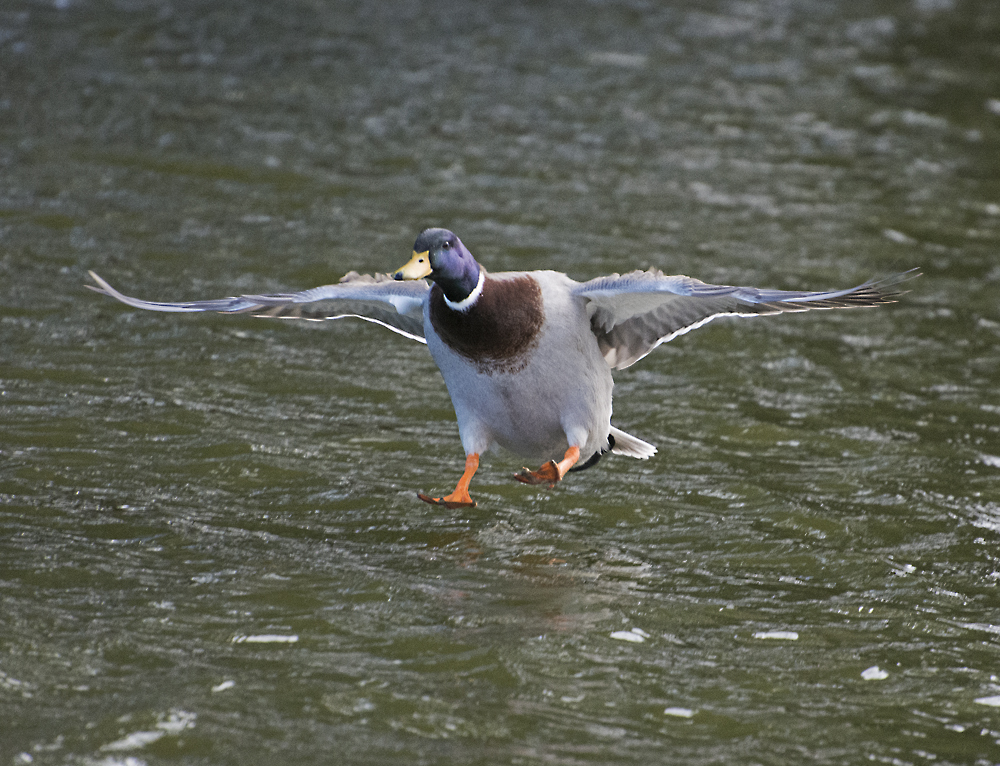 DSC_6527.jpg
