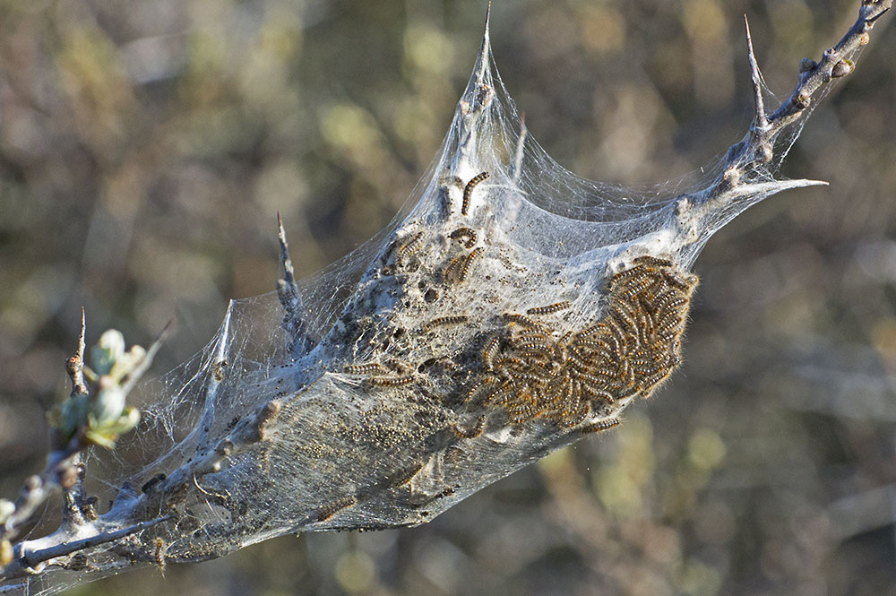 DSC_6527.jpg