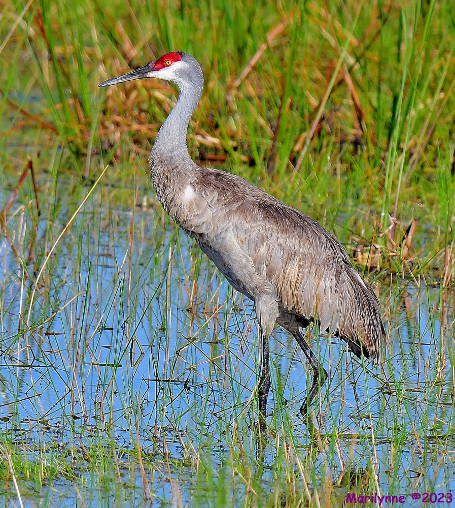 DSC_6528_001.JPG
