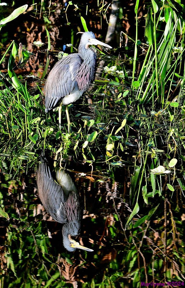 DSC_6529_001.JPG